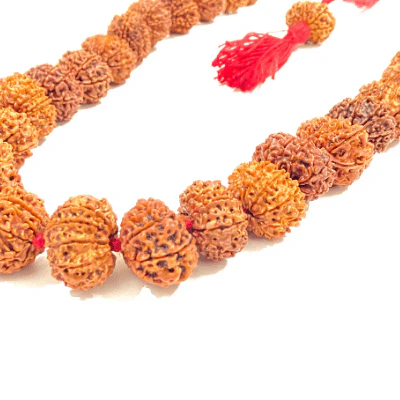 kashi siddh nepal origin 8 mukhi rudraksha mala