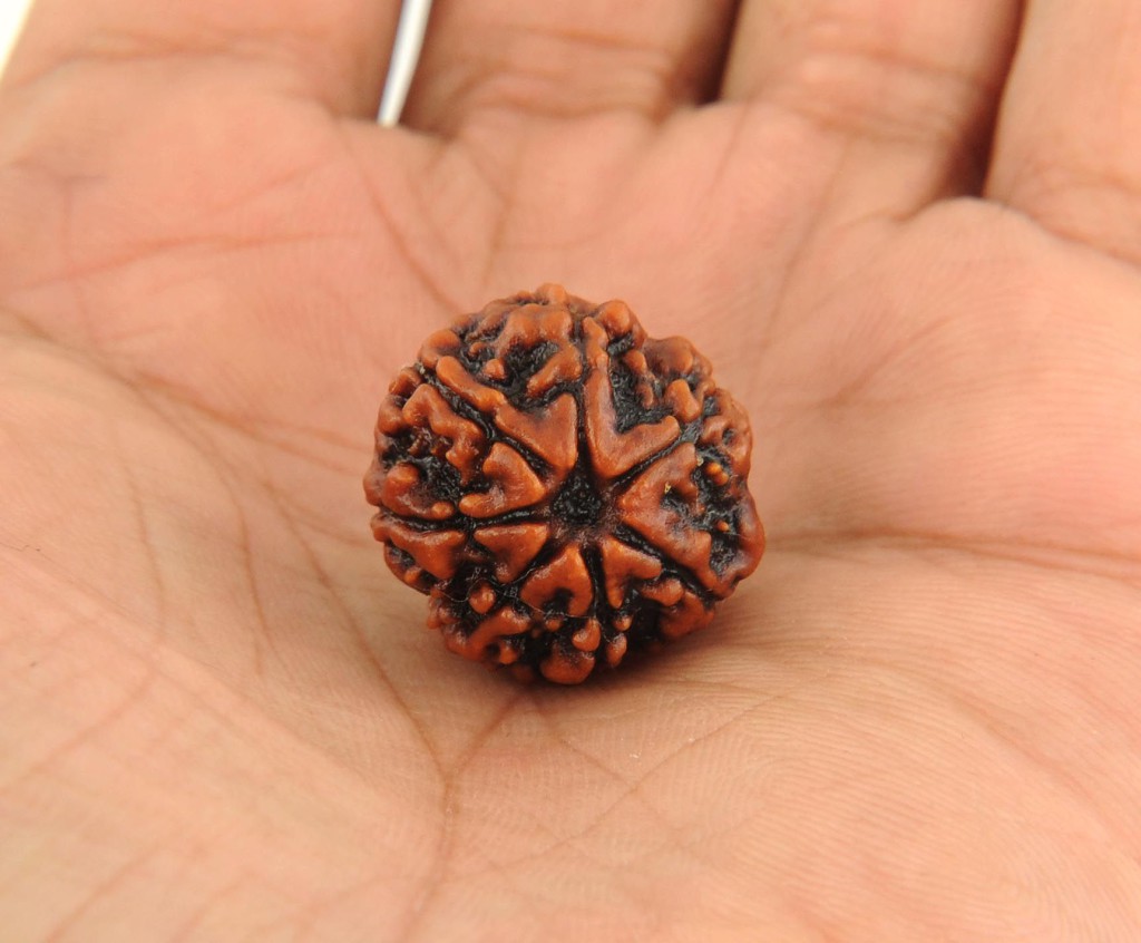 Seven Mukhi Rudraksh 10.90 Carat